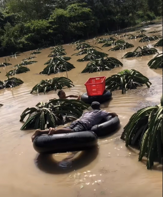हॅम थुआन नाम कम्यूनमधील लोक 4 डिसेंबर रोजी ड्रॅगन फळे निवडण्यासाठी ट्रकचे टायर वापरतात. फोटो: जिया क्वेन