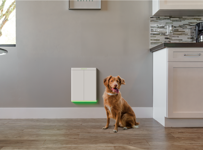 पॉपोर्ट डॉगी दरवाजासमोर कुत्रा