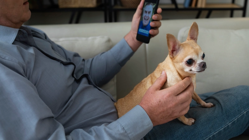 पाळीव प्राणी घालण्यायोग्य