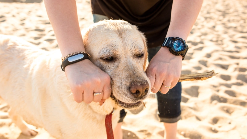 स्मार्ट घालण्यायोग्य