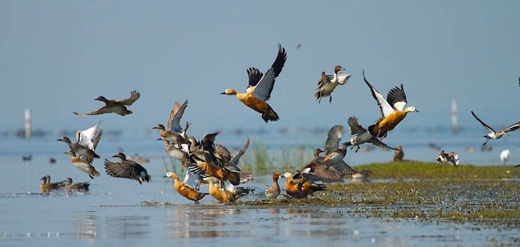 यात हे असू शकते: पाण्याच्या शरीरावर उडणारा पक्ष्यांचा कळप