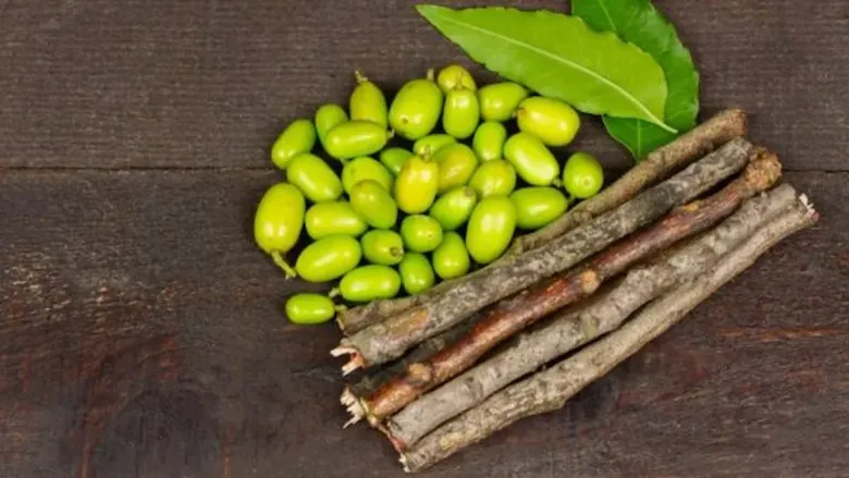 कडुनिंबाच्या दाटुन स्टिकचा क्लोज-अप, दात स्वच्छ करण्यासाठी वापरण्यात येणारी नैसर्गिक लाकडी फांदी, त्याची रचना असलेली पृष्ठभाग आणि घासण्यासाठीची टीप.