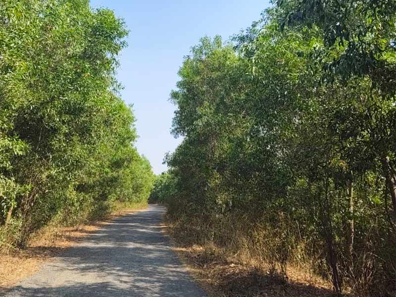 होळी 2026: यावेळी, इचडीतील रंगांच्या सणाचे मोठे आश्चर्य म्हणजे पालक औषधी अबीर.