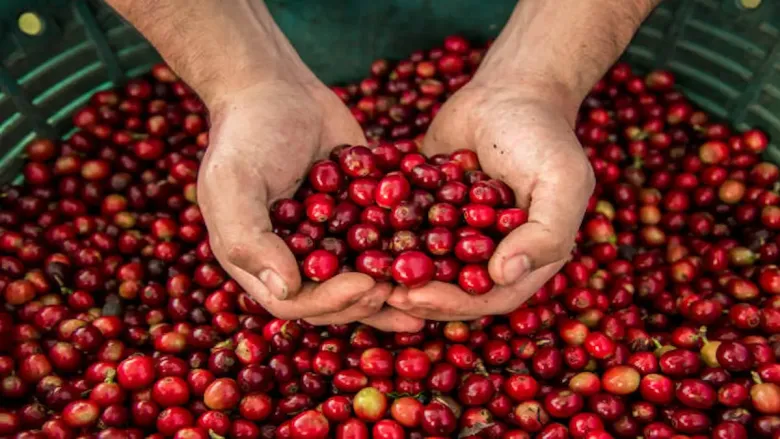 हे चयापचय सुधारण्यास आणि रक्तातील साखरेची निरोगी पातळी राखण्यास मदत करू शकते.