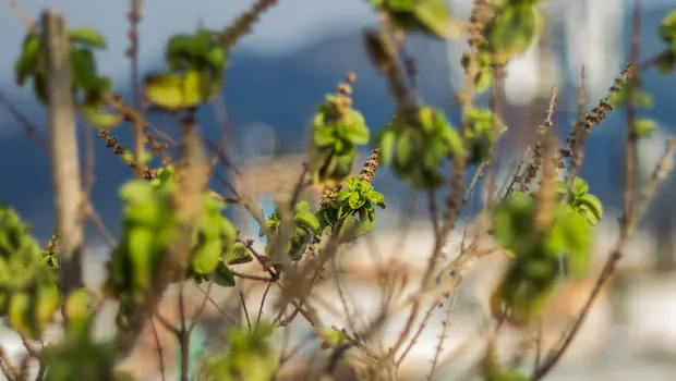 NDTV वर ताज्या आणि ताज्या बातम्या