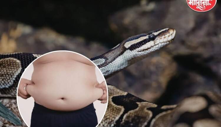 Python Blood Research: अजगराच्या रक्ताने कमी होईल लठ्ठपणा; धक्कादायक रिसर्च समोर