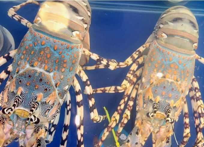 HCMC मधील रेस्टॉरंटमध्ये लॉबस्टर दिसले. वाचा/थी हा द्वारे फोटो