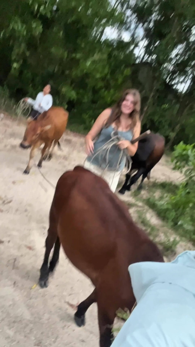 पाश्चात्य पर्यटक गायींच्या कळपात जातात आणि त्यांच्या राहण्याचे ठिकाण बदलण्यास शिकवतात