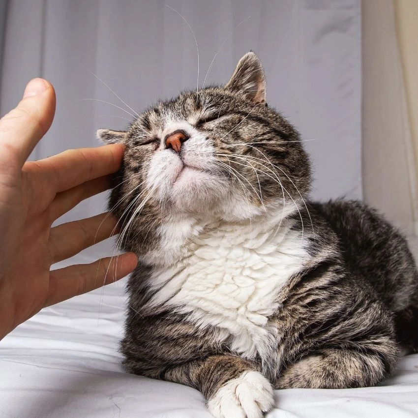 आनंदी, पुटपुटणारी मांजर