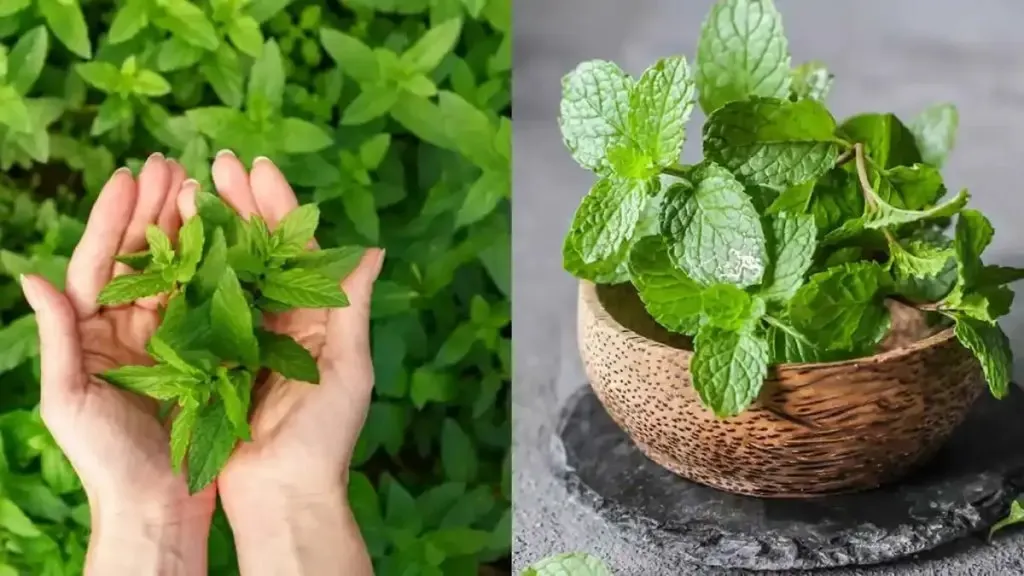 हातावर पुदिना आणि भांड्यावर पुदिनाच्या प्रतिमा विभाजित करा