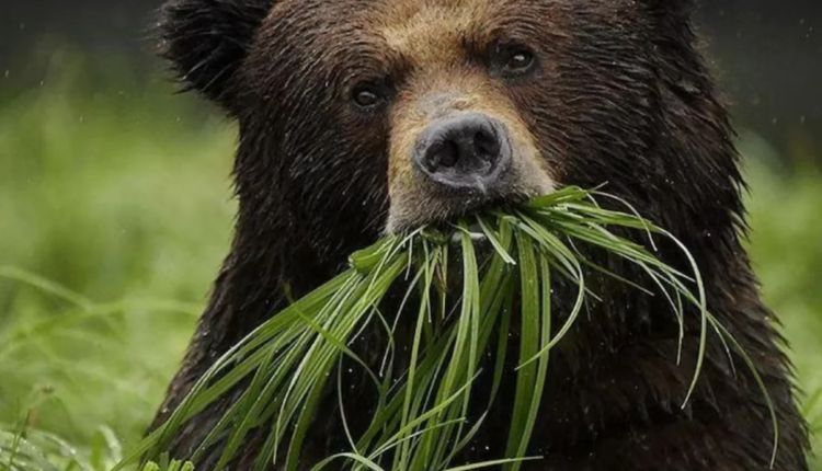 मांसाहारी अस्वल झाले शाकाहारी, काय आहे कारण?