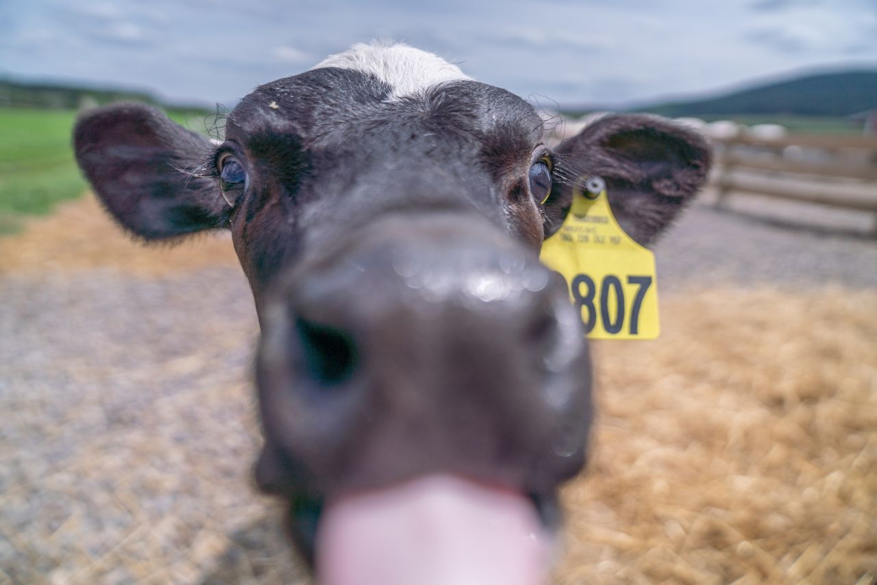 श्रेय: चोबानी