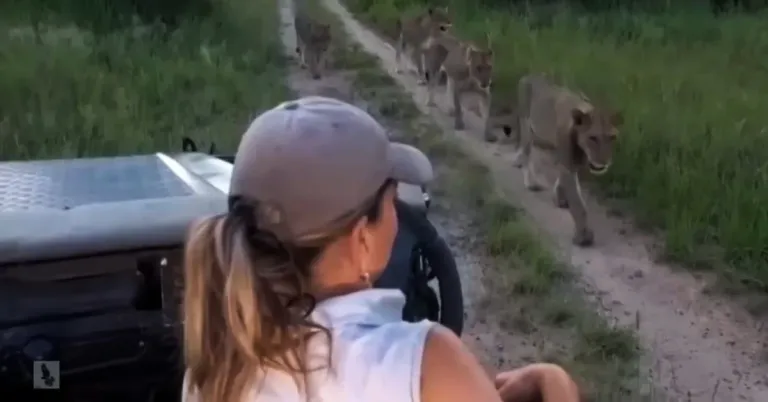 सफारी दरम्यान सिंह