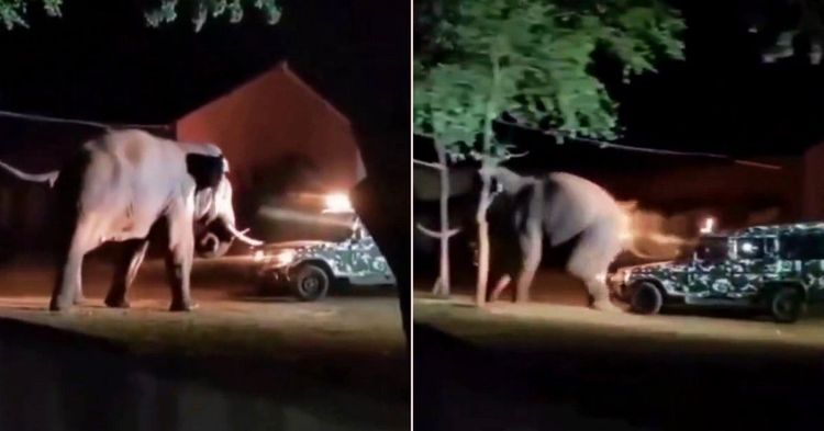 बोलेरो-मेंढा-हत्तीमध्ये