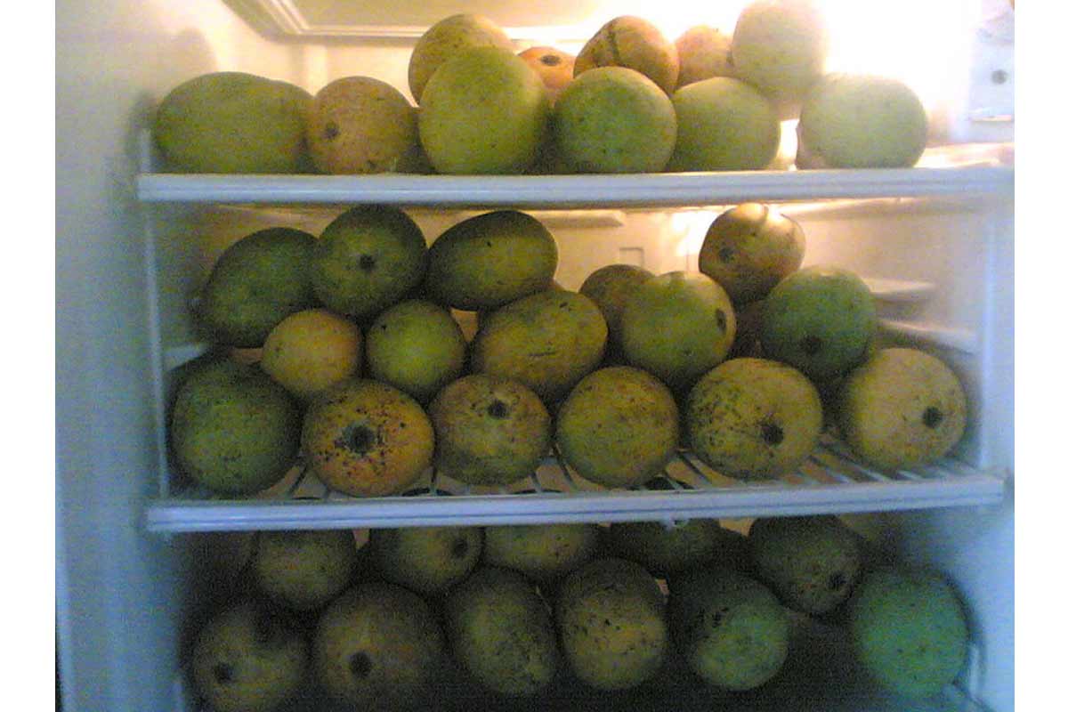 आंबा -१