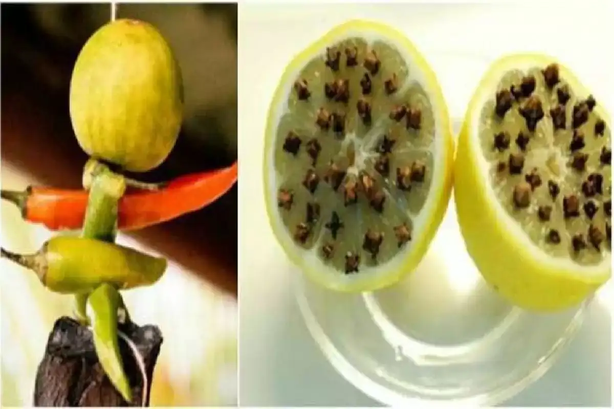 लिंबू आणि लवंगाची जादुई कृती: आश्चर्यकारक आरोग्य फायदे