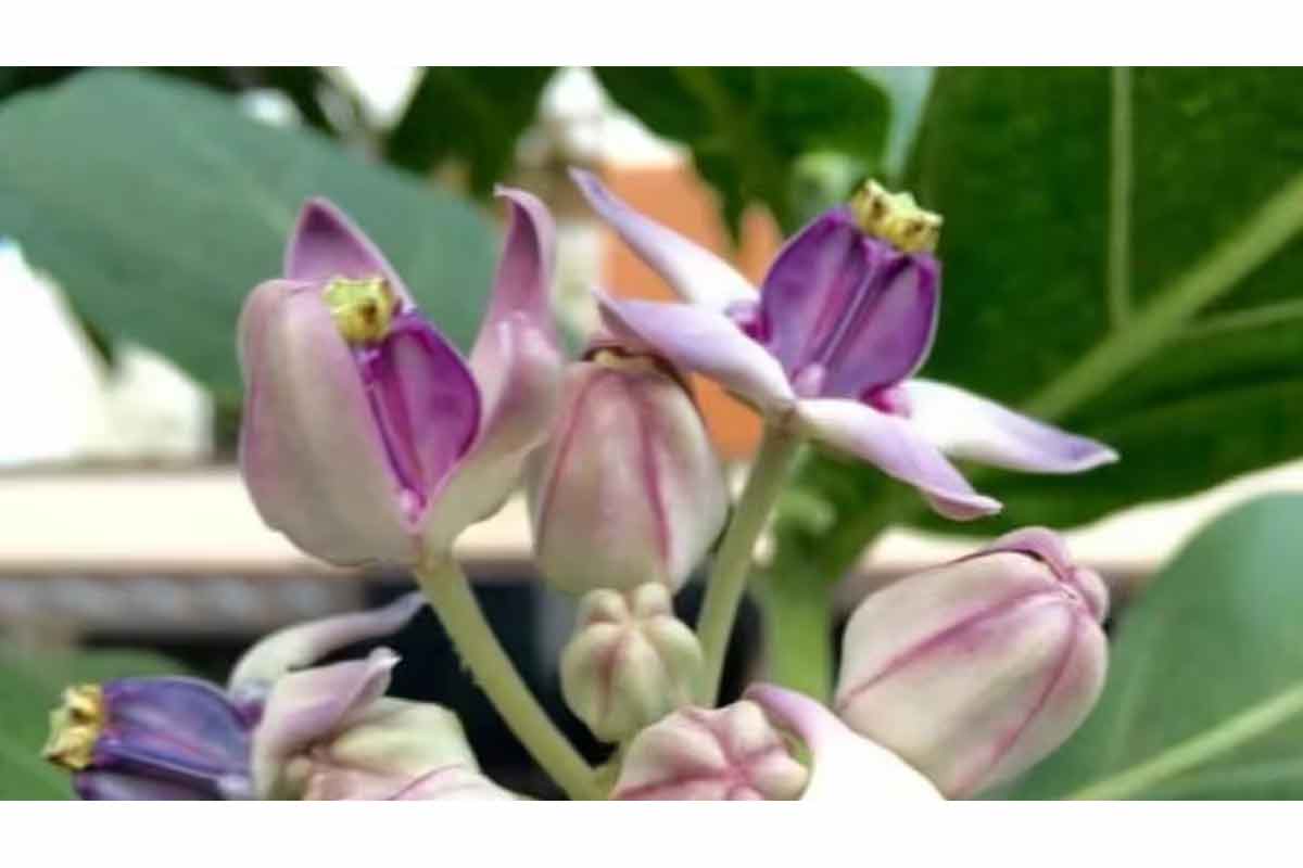 वास्तु टिप्स: आक वनस्पती आत ठेवणे शुभ आहे का?
