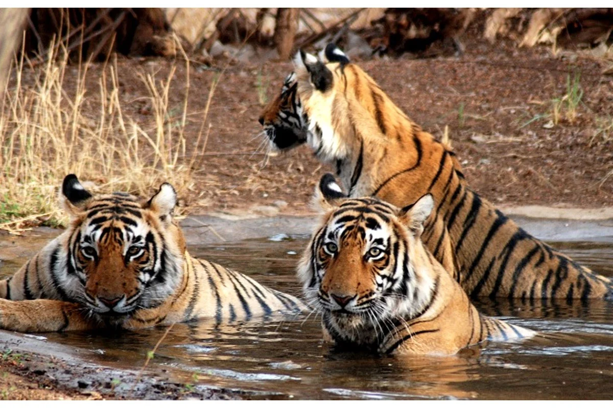 भारतातील 5 जबरदस्त युनेस्कोच्या जागतिक वारसा स्थळांना तुम्ही भेट दिलीच पाहिजे