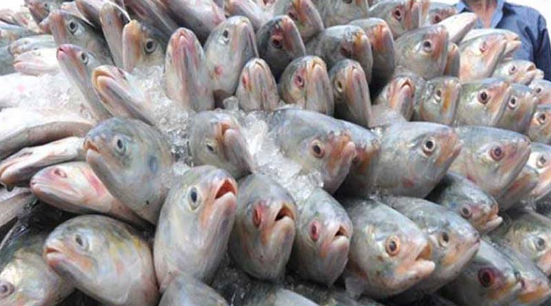 दुर्गापूजेपूर्वी बांगलादेश 2520 टन हिल्साची निर्यात करणार आहे